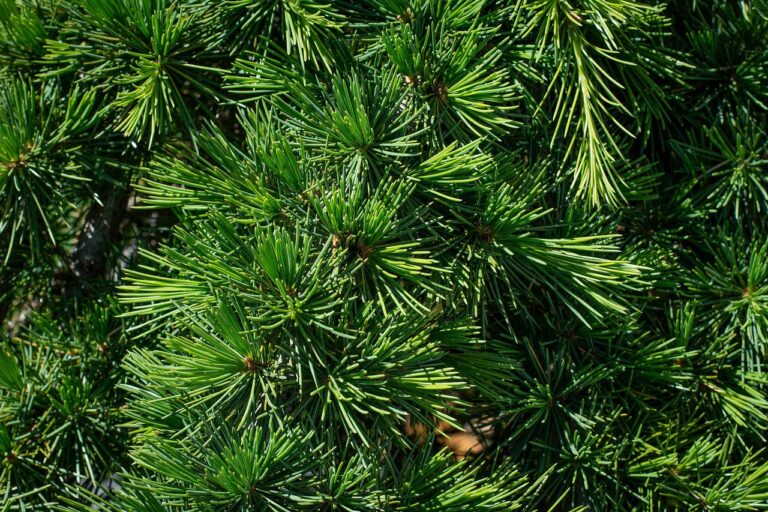 naturopath natural healing functional medicine (2)